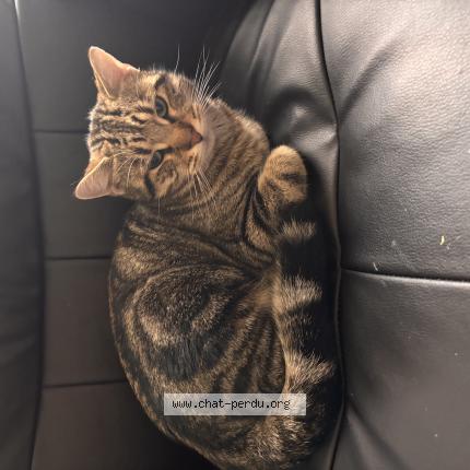 Photo 1/1 Nabi Chat perdu à Saint omer