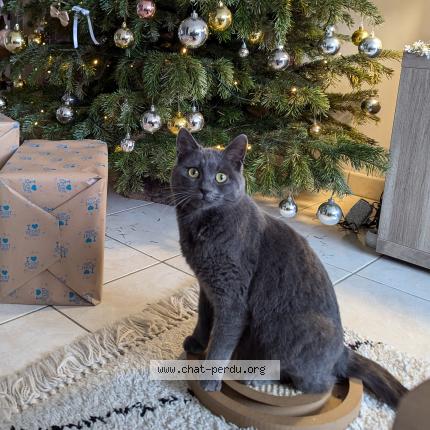 Photo 1/1 Albi Chat perdu à La poiteviniere