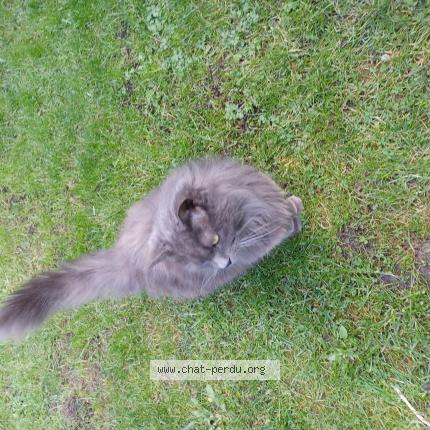 Photo 1/1 Chat trouvé Trouvé à Lomme