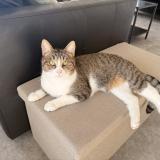 Photo de chat perdu à Chievres