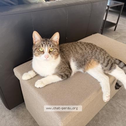 Photo 1/1 Kenai Chat perdu à Chievres