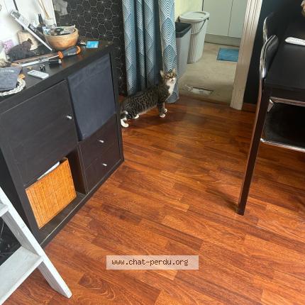 Photo 1/1 Chat trouvé Trouvé à Nice