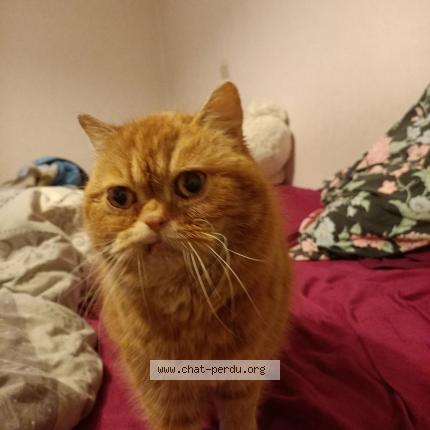 Photo 1/1 Chat trouvé Trouvé à Champs sur marne