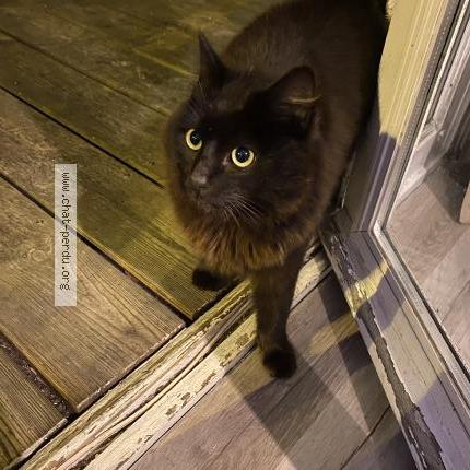 Photo 1/2 Chat trouvé Trouvé à Mezy sur seine