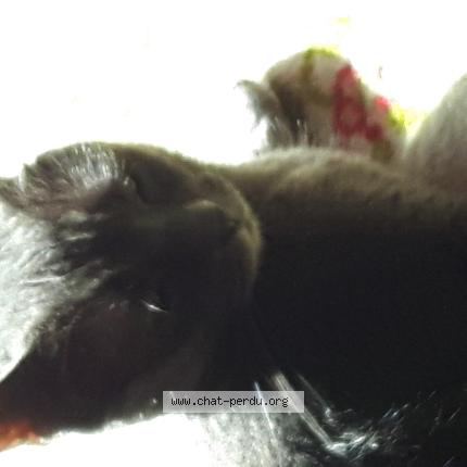 Photo 1/1 Nala Chat perdu à Saint laurent du var