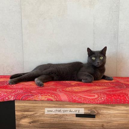 Photo 1/1 Nala Chat perdu à Saint laurent du var