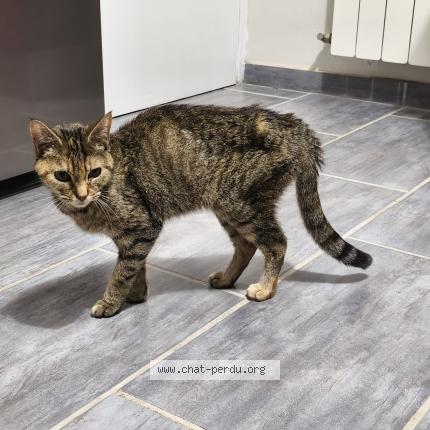 Photo 1/1 Chat trouvé Trouvé à Blois