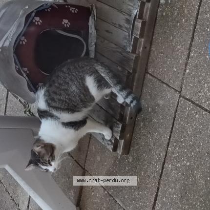 Photo 1/1 Chat trouvé Trouvé à Woippy