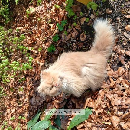 Photo 1/1 Chat trouvé Trouvé à Hellemmes