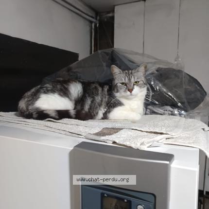 Photo 1/1 Kitty Chat perdu à St victor de morestel