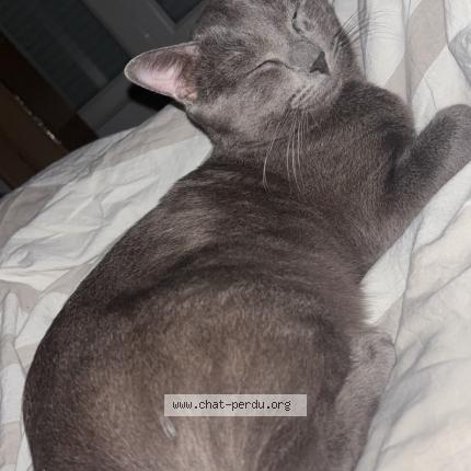 Photo 1/1 Sirius Chat perdu à Nogent le rotrou