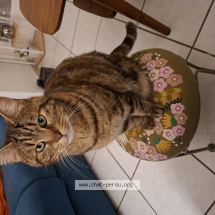 Photo 1/1 Iris Chat perdu à Saint amand les eaux