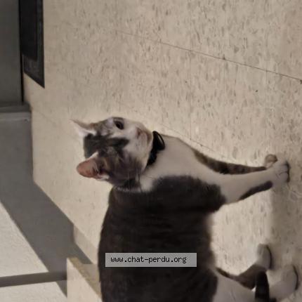 Photo 1/1 Chat trouvé Trouvé à Rennes