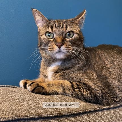 Photo 1/1 Nioky Chat perdu à Brest