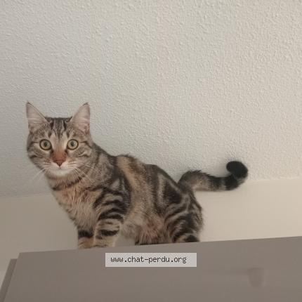 Photo 1/1 Nino Chat perdu à Lyon