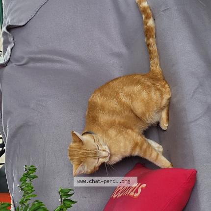 Photo 1/1 Paprika Chat perdu à Bourg en bresse