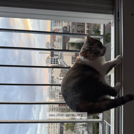 Photo 1/1 Mechmecha Chat perdu à Saint ouen
