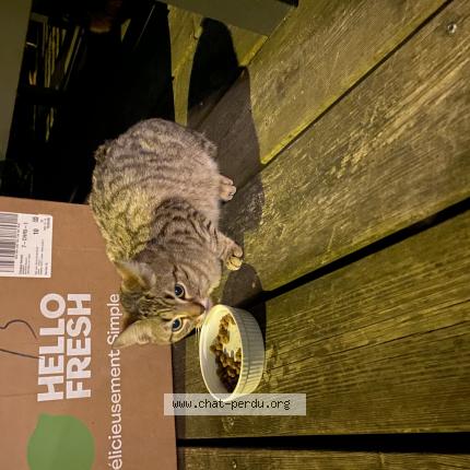 Photo 1/1 Chat trouvé Trouvé à Mezy sur seine