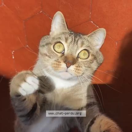 Photo 1/1 Mouk Chat perdu à Nice