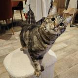 Photo de chat perdu à Meaux