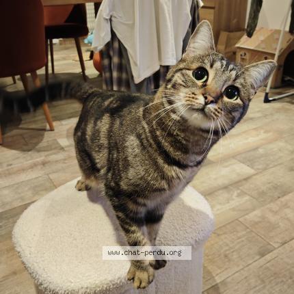 Photo 1/1 Mina Chat perdu à Meaux