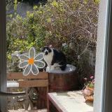 Photo de chat trouvé à Arnouville