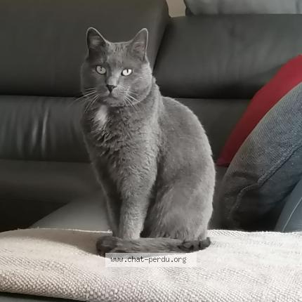 Photo 1/1 Samsam Chat perdu à Sainte marie la mer