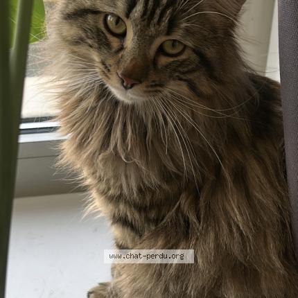 Photo 1/1 Cesar Chat perdu à Bordeaux