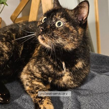 Photo 1/1 Zelda Chat perdu à Marpire