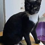 Photo de chat perdu à Saint Barthelemy