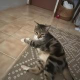 Photo de chat trouvé à Saint Barthelemy