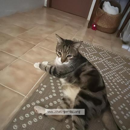 Photo 1/2 Chat trouvé Trouvé à Saint barthelemy