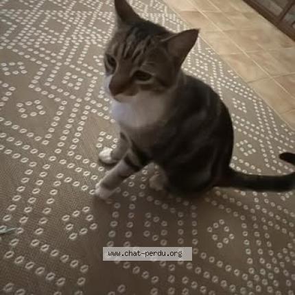 Photo 2/2 Chat trouvé Trouvé à Saint barthelemy