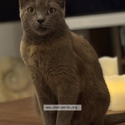 Photo 1/2 Penny Chat perdu à Saint barthelemy