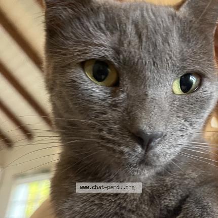 Photo 2/2 Penny Chat perdu à Saint barthelemy