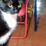 Photo de chat perdu à Maipu
