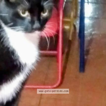 Photo 1/1 Chiquitito Chat perdu à Maipu