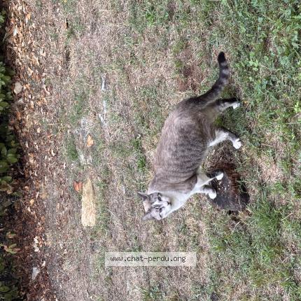 Photo 1/1 Ushuaia Chat perdu à Ales