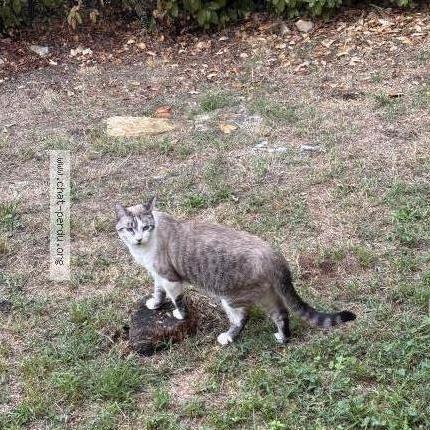 Photo 1/2 Ushuaia Chat perdu à Ales