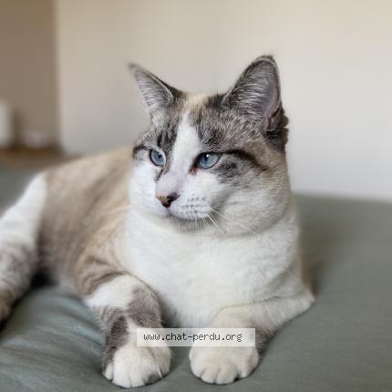 Photo 2/2 Ushuaia Chat perdu à Ales