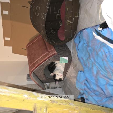 Photo 1/1 Chat trouvé Trouvé à Tauxigny