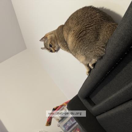 Photo 1/1 Fidji Chat perdu à Saint jerome