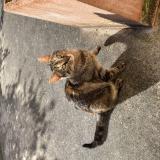 Photo de chat trouvé à Sainte Sabine Sur Longeve