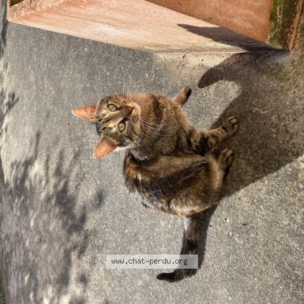 Photo 1/1 Chat trouvé Trouvé à Sainte sabine sur longeve