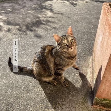 Photo 1/1 Chat trouvé Trouvé à Sainte sabine sur longeve