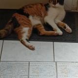 Photo de chat perdu à St Pierre Les Elbeuf