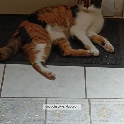 Photo 1/1 Yalali Fikri Nahimma Chat perdu à St pierre les elbeuf