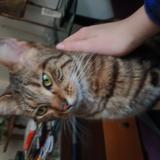 Photo de chat perdu à Paris