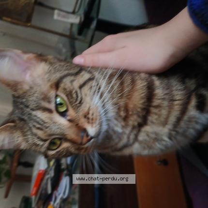 Photo 1/1 Winni Chat perdu à Paris