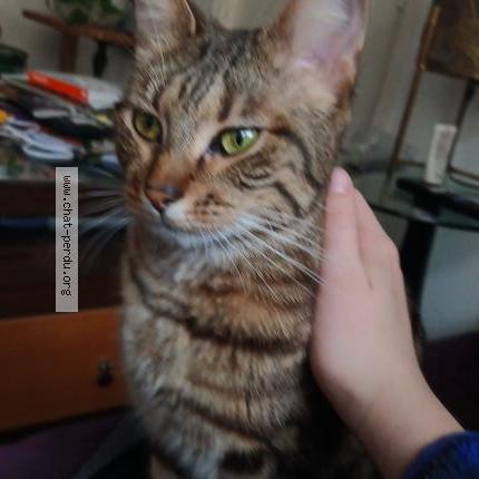 Photo 1/1 Winni Chat perdu à Paris